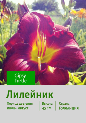  Gipsy_Turtle