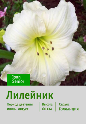  Joan_Senior