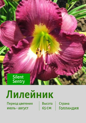  Silent_Sentry