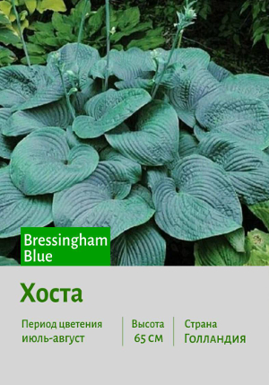  Bressingham_Blue