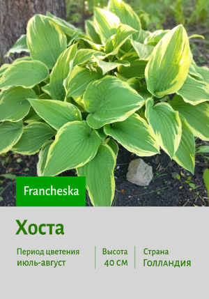  Francheska