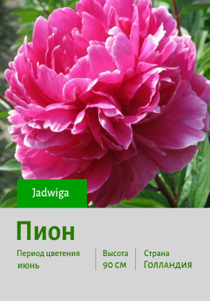  Jadwiga