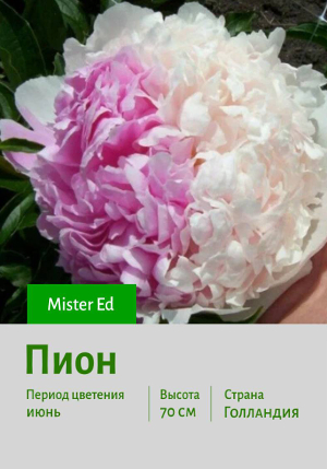  Mister_Ed