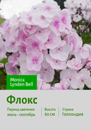  Monica_Lynden_Bell