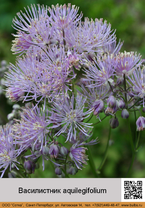  aquilegifolium