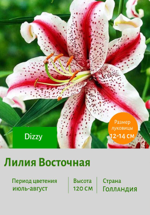 ����� Dizzy