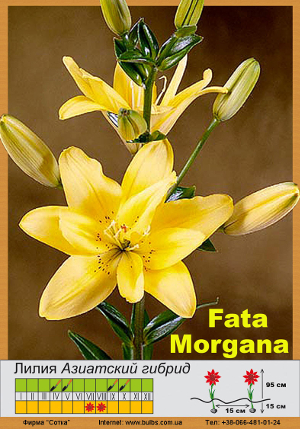  Fata_Morgana