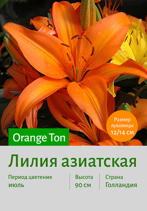  Orange_Ton