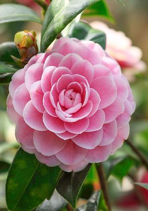  Camelia