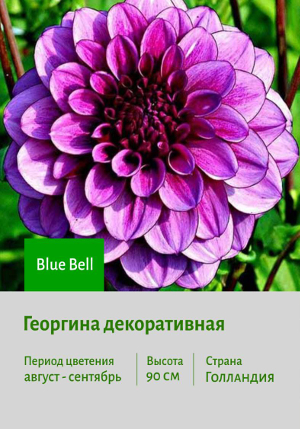  Blue_Bell