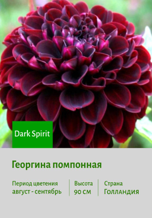  Dark_Spirit