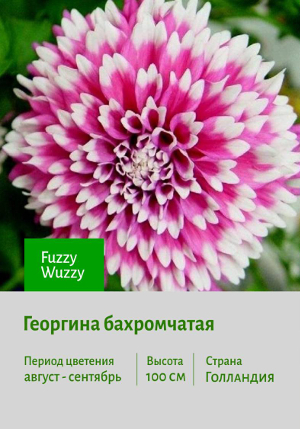  Fuzzy_Wuzzy