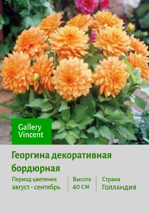 �������� Gallery_Vincent