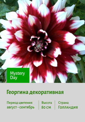  Mystery_Day