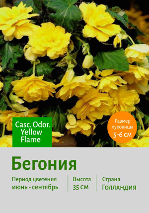 ������� Casc._Odor._Yellow_Flame