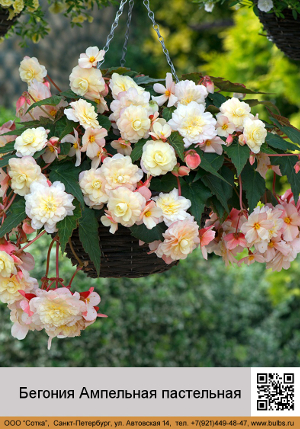 ������� ��������� ����������
