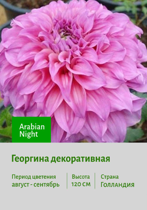 �������� Arthur_Hambley