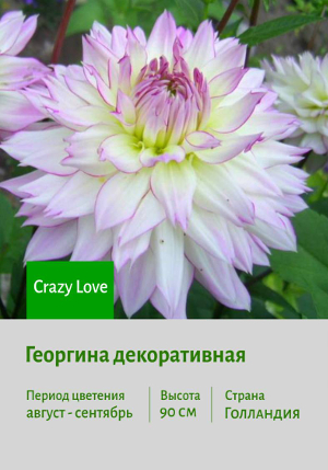 �������� Crazy_Love