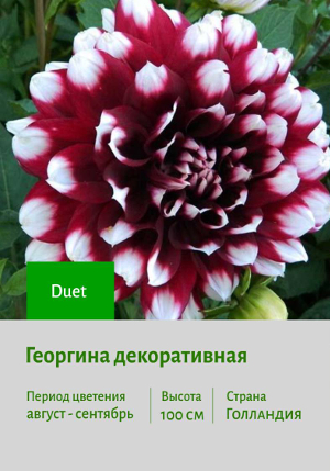 �������� Duet