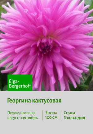 �������� Elga-Bergerhoff