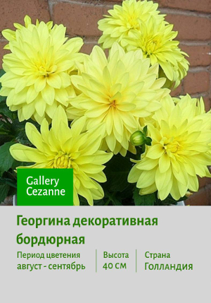 �������� Gallery_Cezanne
