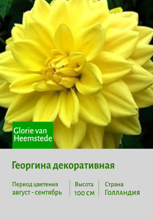 �������� Glorie_van_Heemstede