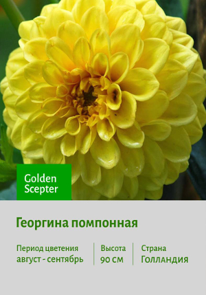 �������� Golden_Scepter