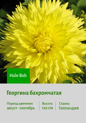 �������� Hale_Bob