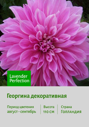 �������� Lavender_Perfection