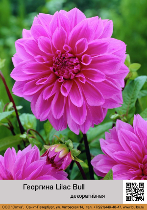 �������� Lilac_Bull