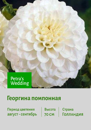 �������� Petra's_Wedding