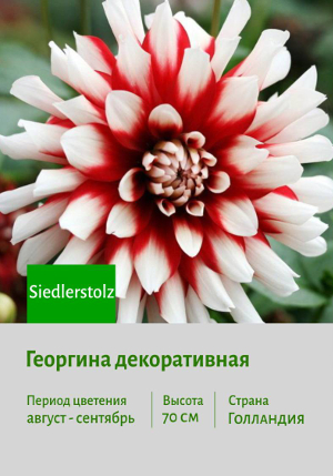 �������� Siedlerstolz