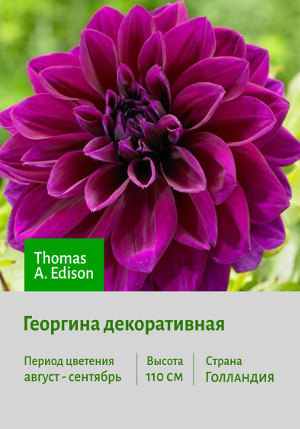 �������� Thomas_A.Edison