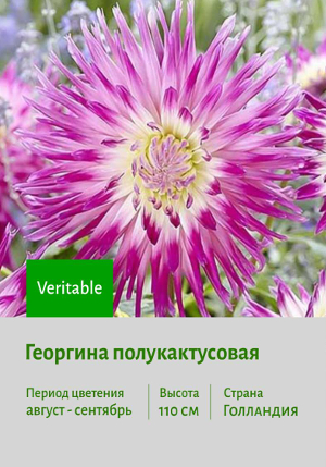 �������� Veritable