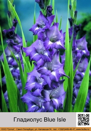 ��������� Blue_Isle