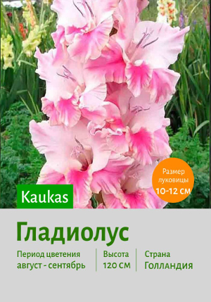 ��������� Kaukasus