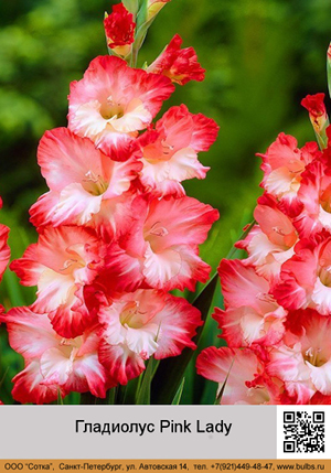 ��������� Pink_Lady