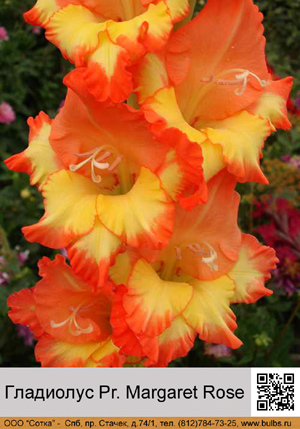 ��������� Pr. Margaret Rose