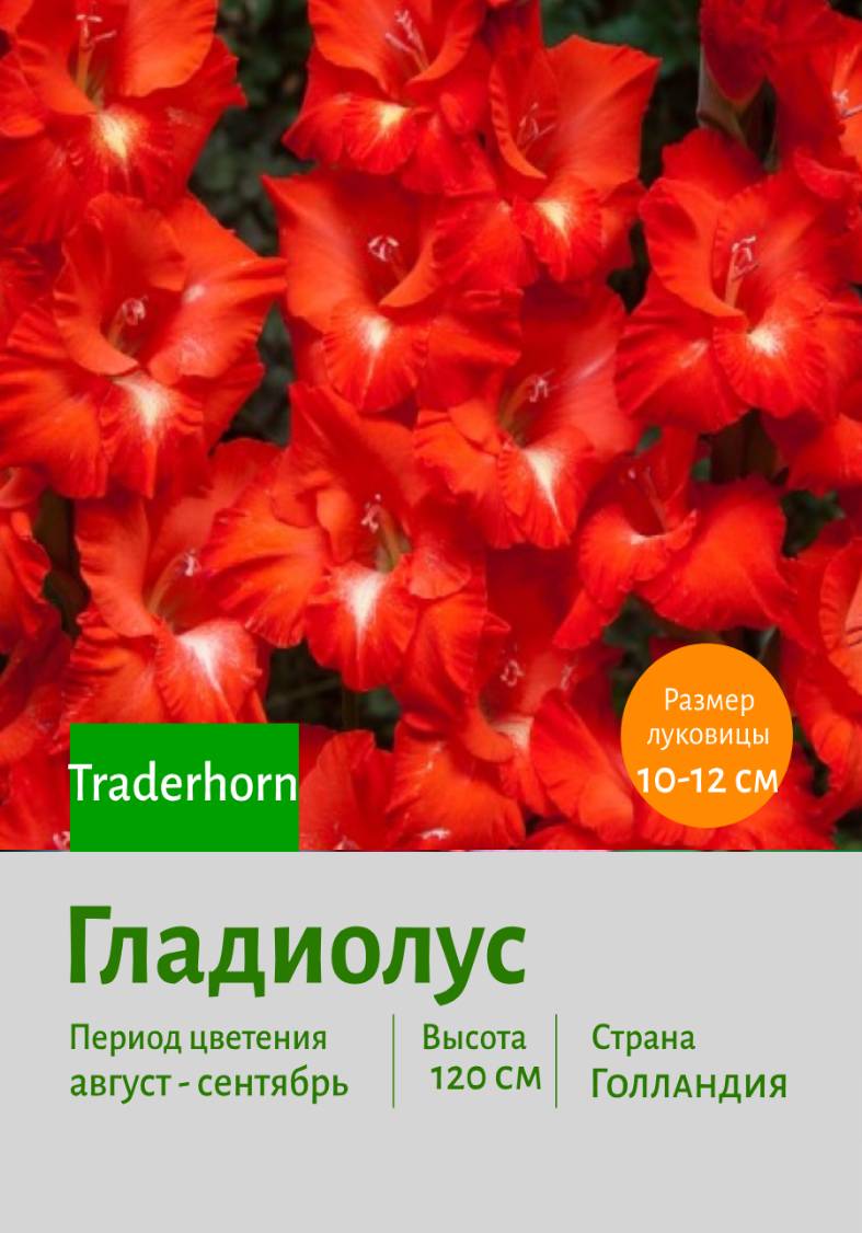 ��������� Traderhorn