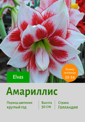 ��������� Elvas