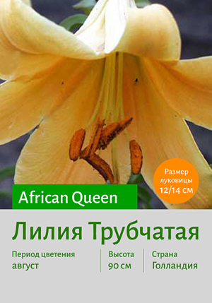  African_Queen