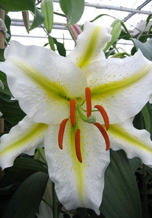 ����� Auratum_Virginale