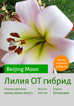  Beijing_Moon