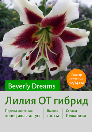  Beverly_Dreams