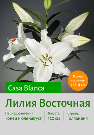  Casa_Blanca