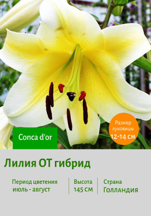 ����� Conca d'or