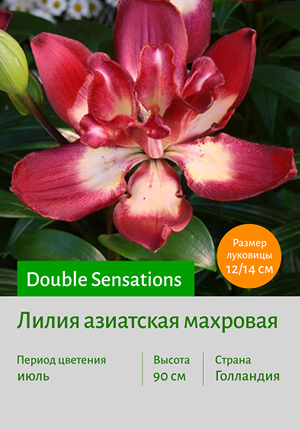  Double Sensations