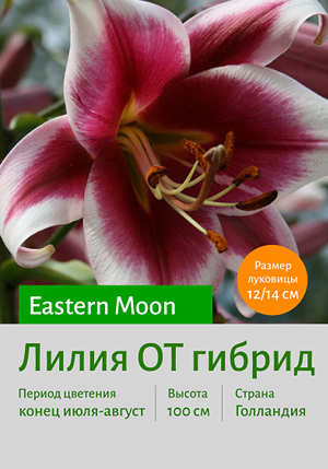  Eastern_Moon