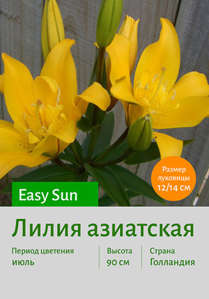  Easy_Sun