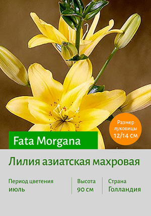  Fata_Morgana